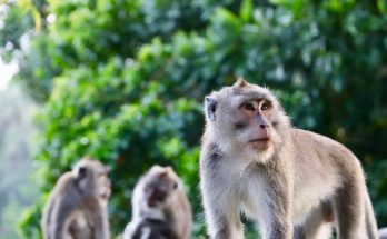 Photo Spider monkey, cage